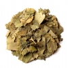 Ginkgo Biloba